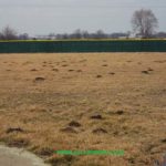 Baseball Field Mole Damage