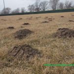 Baseball Field Mole Damage