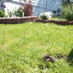 Mole In Lawn