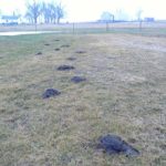 Mole Mounds