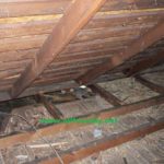 Squirrel In Attic