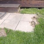 Mole Damage To Sidewalk